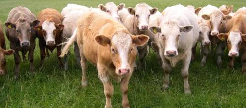 Cows in a field - Conformity and Individuality