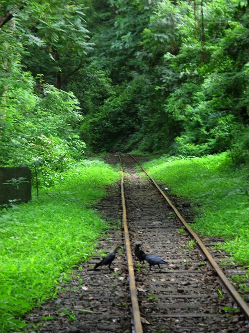 Crows on the train track - Sanjay Gandhi National Park