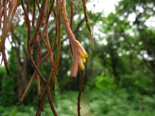 Hanging roots - Mahim Nature Park