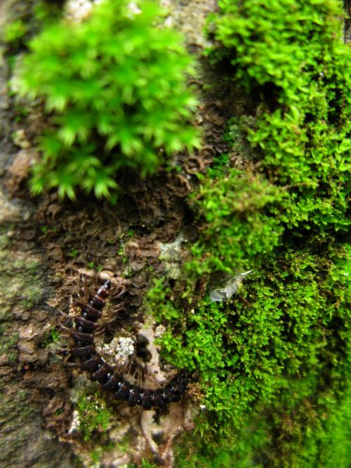 Millipede eating moss - Sanjay Gandhi National Park