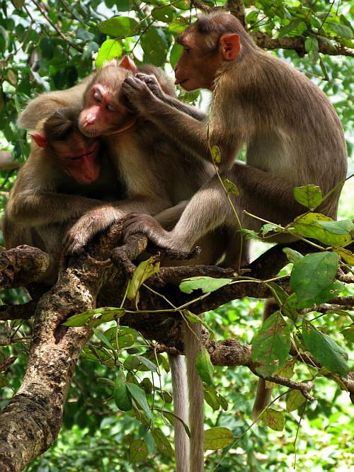 Monkeys grooming - Borivali National Park