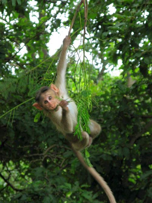 Playful monkey - Borivali National Park