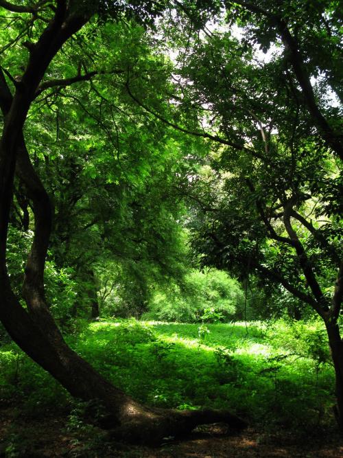 Sunlit meadow - Sanjay Gandhi National Park