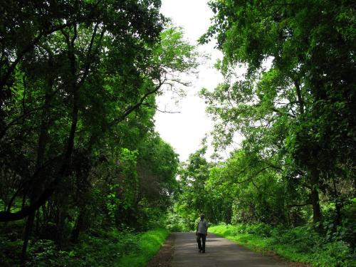 Walking on the forest road - Sanjay Gandhi National Park