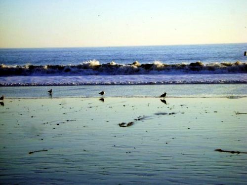 Birds at the surf