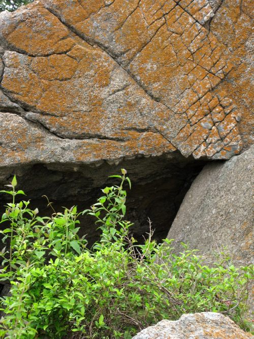 Boulder covered in lichen at Turhalli - Bengaluru