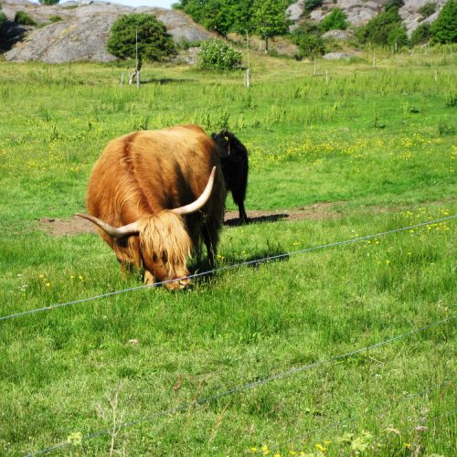 Swedish cows