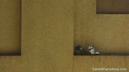 Pigeons on a ledge - Widescreen photo