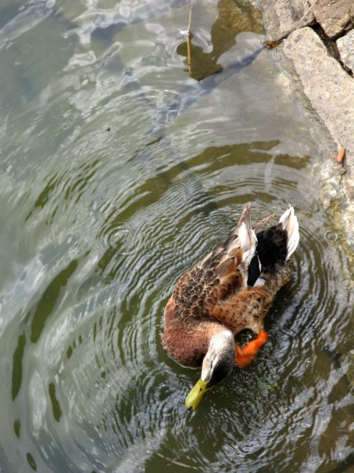 Preening duck at Lal Bagh