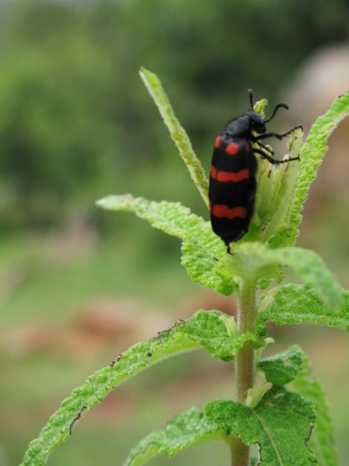 Red & Black beetle at Turhalli - Bengaluru