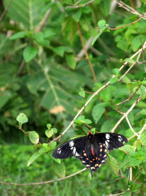Tattered butterfly at Turhalli - Bengaluru