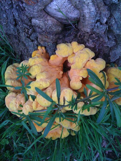 Chicken of the Woods fungus