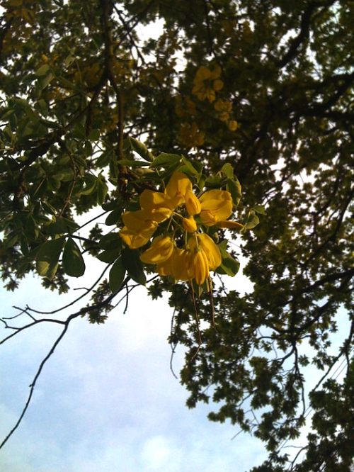 Golden chain flowers