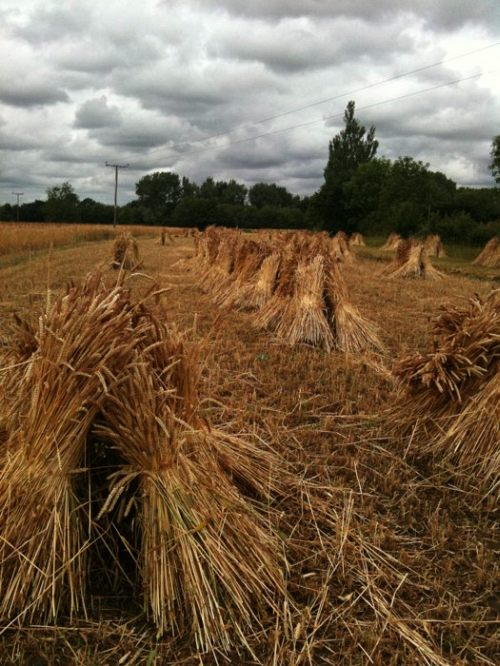 Straw for thatching