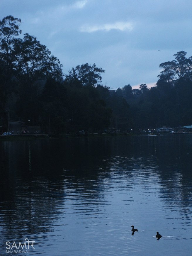 Ducklings swimming along Kodaikanal lake at twilight