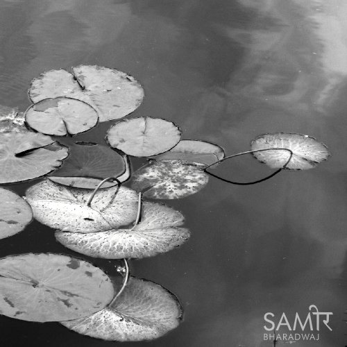 Lotus leaves in the waters of the lake reflecting the sky