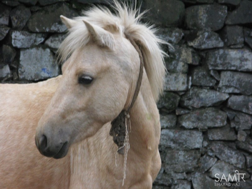 Palomino pony in front of a stone wall
