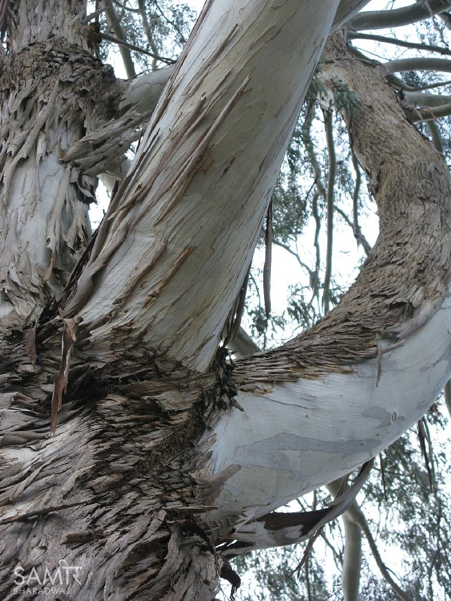 Twisted branches of a eucalyptus tree with characteristic peeling bark