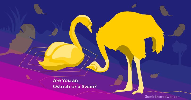 Swans and ostrich facing off - Are You an Ostrich or a Swan?