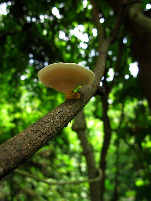 Mushroom on a tree - Sanjay Gandhi National Park